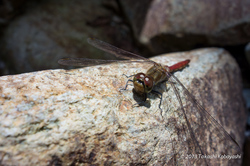 20130829-003.jpg