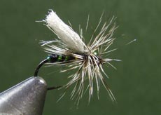 Dipteran