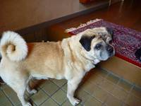 inu 001.jpg